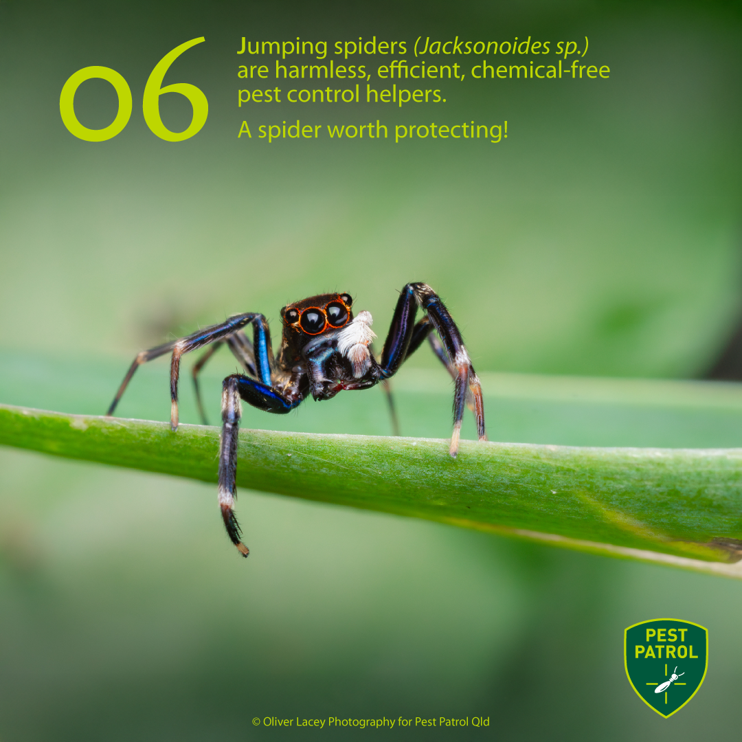 JUMPING SPIDER