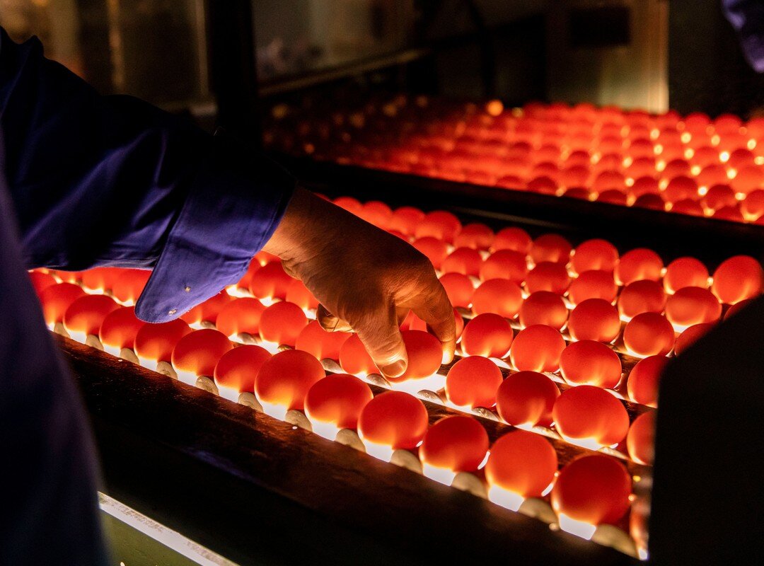 Monday's are a busy day at the farm. Grading and packing eggs ready for delivery tomorrow across Victoria. All eggs pass through our candling booth where they are inspected for any cracks or abnormalities before being stamped with our unique code.⁠
⁠