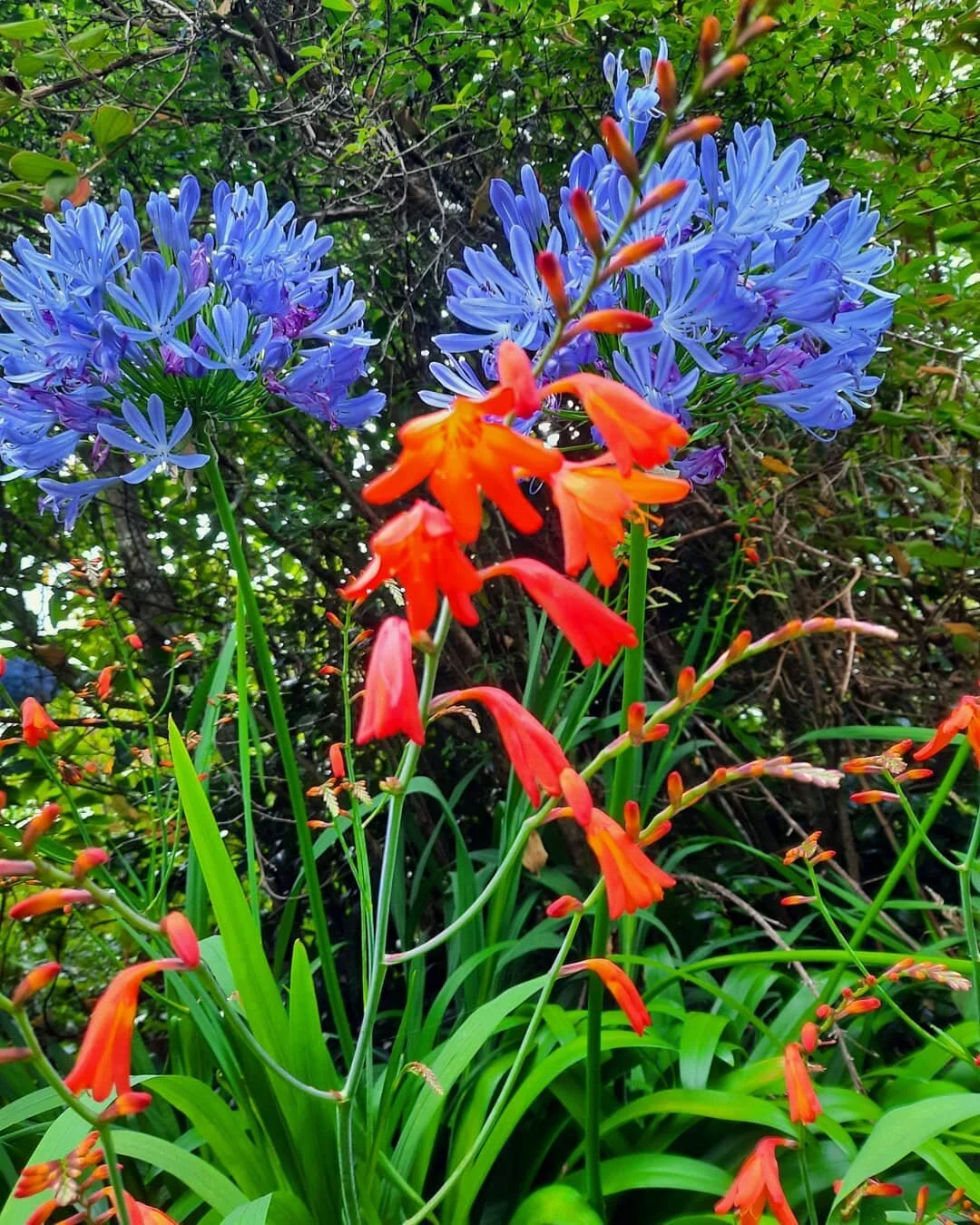 #nofilter needed for this one. 
Look at those beautiful colors. Just had to share with you - I'm amazed!

...
#TeNikauRetreat #punakaiki #newzealandwalks #newzealandexperience #westcoastnewzealand #backtonature #wanderlust #paparoanationalpark #nzwalks #pororari #pororaririver #westcoastnz #paparoatrack #nzgreatwalks #paparoa #paparoagreatwalk #TeNikauRetreat #discoverpunakaiki #westcoastnz #newzealand #paradise&nbsp; #nature #nzbush &nbsp; #pancakerocks #thepaparoatrack #greatwalksnz &nbsp; #hikingnz&nbsp; #blackballnz #purenz #dosomethingnewnz #backyourbackyard