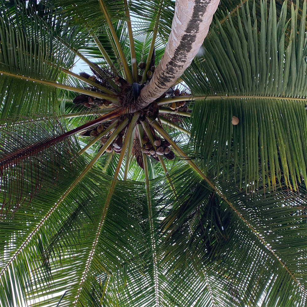 palm.jpg