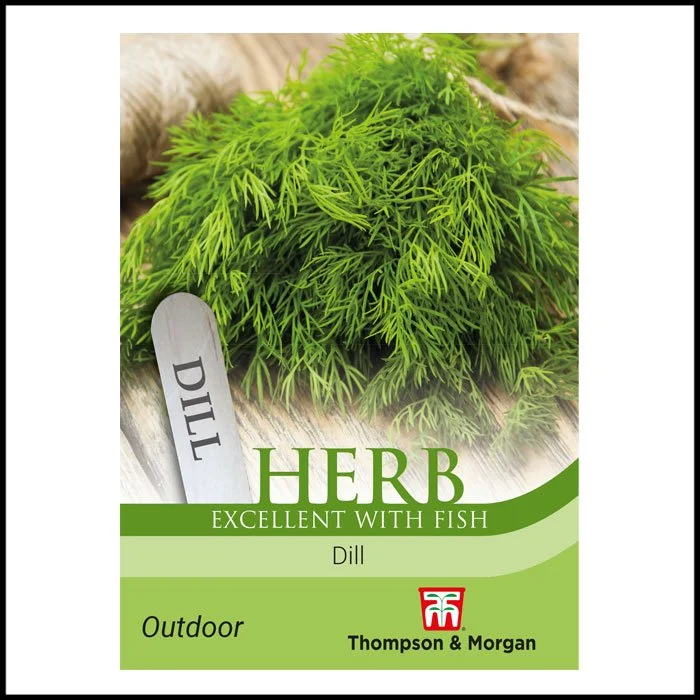 Herb - Dill