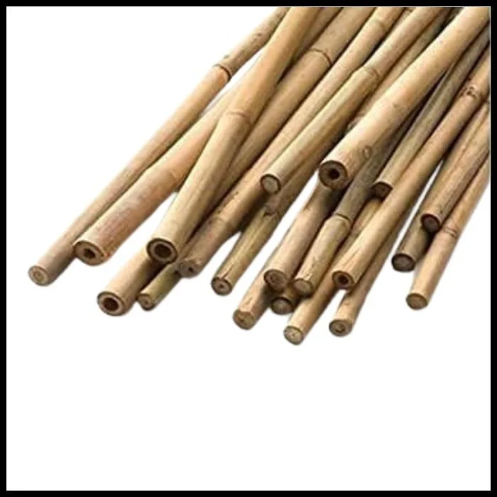 Bamboo Canes (2).jpg (Copy)