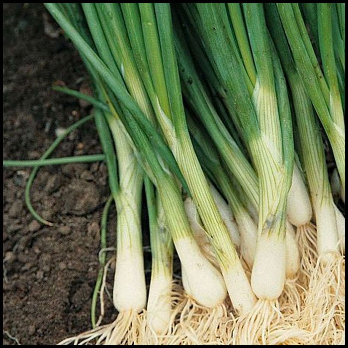 Spring-Onion---Performer-(Bunching-Onion).jpg