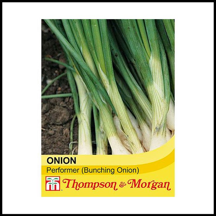 Spring-Onion---Performer-(Bunching-Onion.jpg