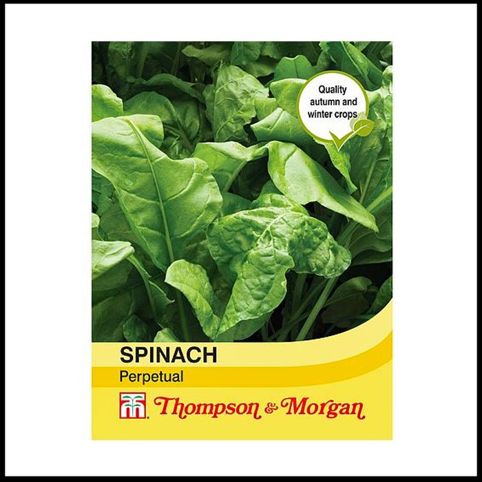Spinach-'Perpetual'-(Spinach-Beet).jpg