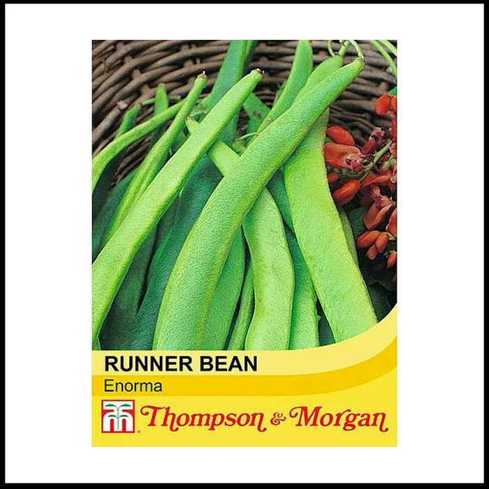 Runner Bean - Enorma