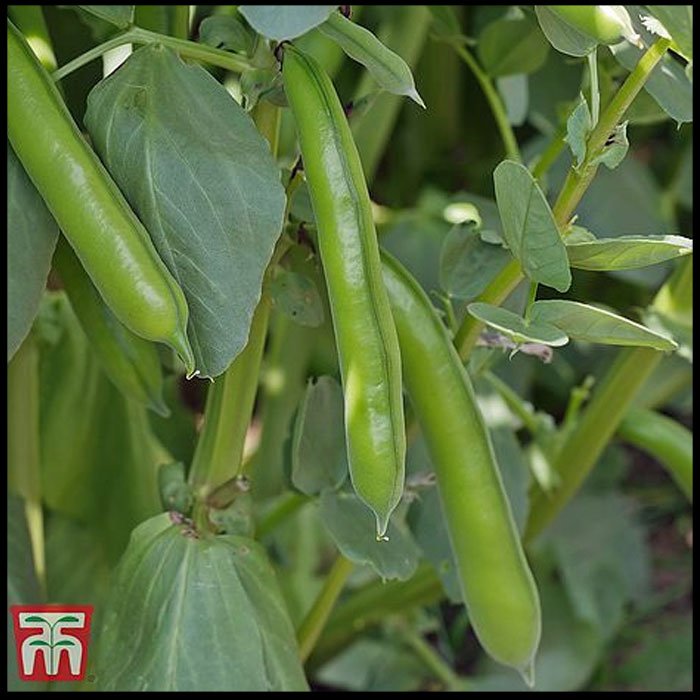 Broad-Bean--The-Sutton.jpg