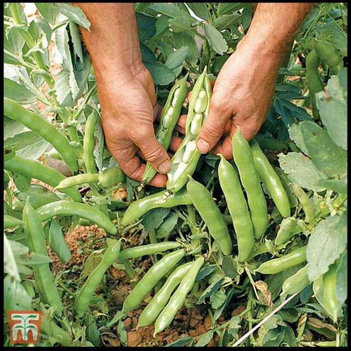Broad-Bean-The-Sutton.jpg