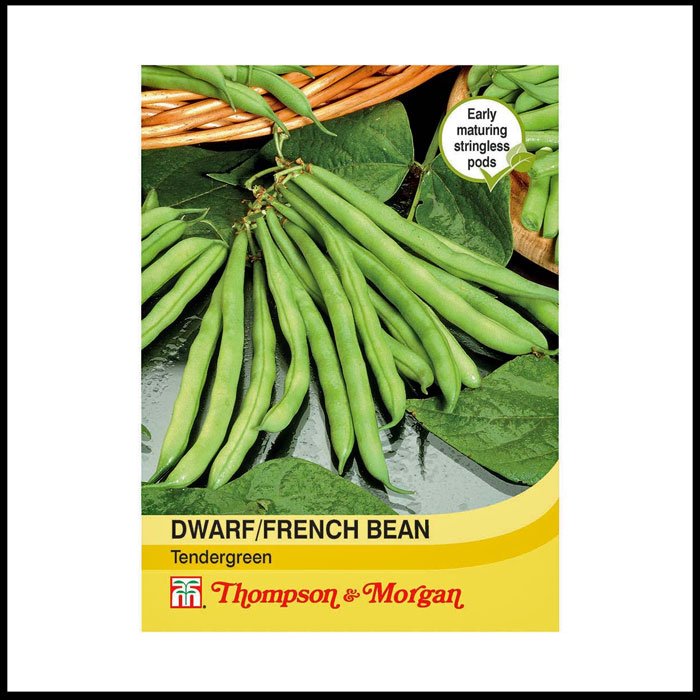 Dwarf-Bean-'Tendergreen'.jpg