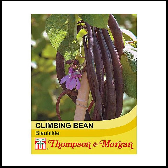 Climbing-Bean---Blauhilde.jpg