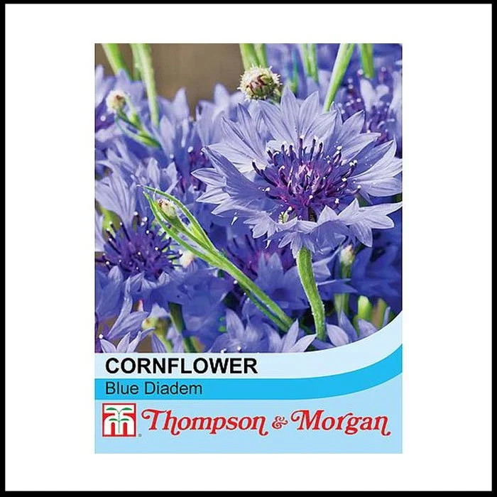 Wild Flower - Cornflower Blue Diadem