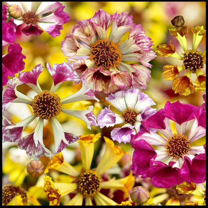 Coreopsis 'Incredible! Sea Shells Mix' — C Booth & Son