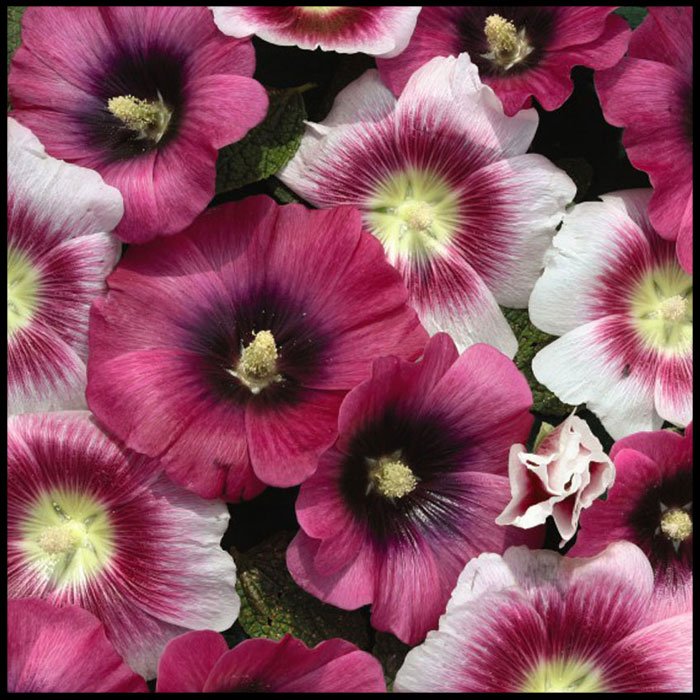 Hollyhock-'Halo-Perfect-Pink'---Seeds.jpg