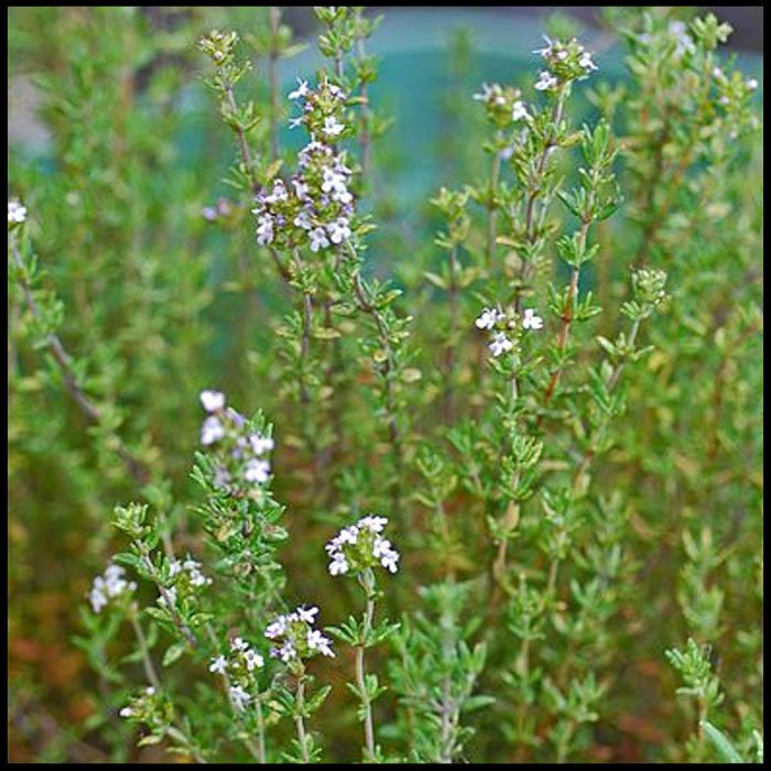 Herb Thyme Olde English