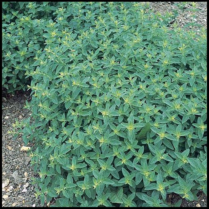 Herb - Sweet Marjoram
