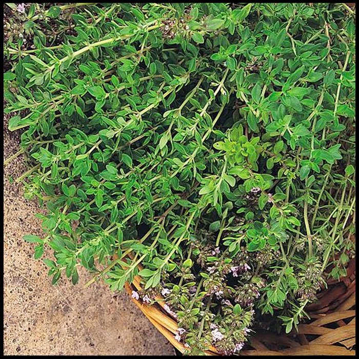Herb-Thyme-Olde-English1.jpg