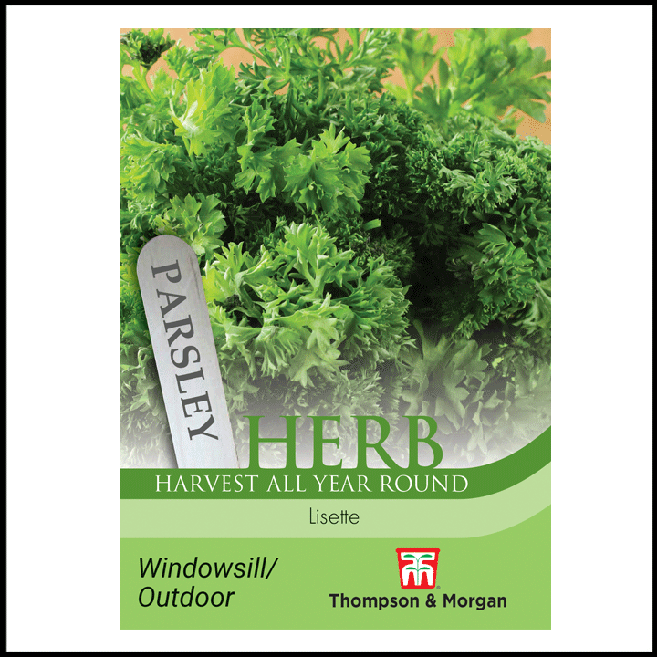 Herb - Parsley Lisette