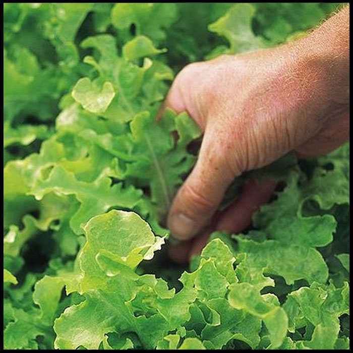 Lettuce-'Salad-Bowl'-(Loose-Leaf)--See.jpg