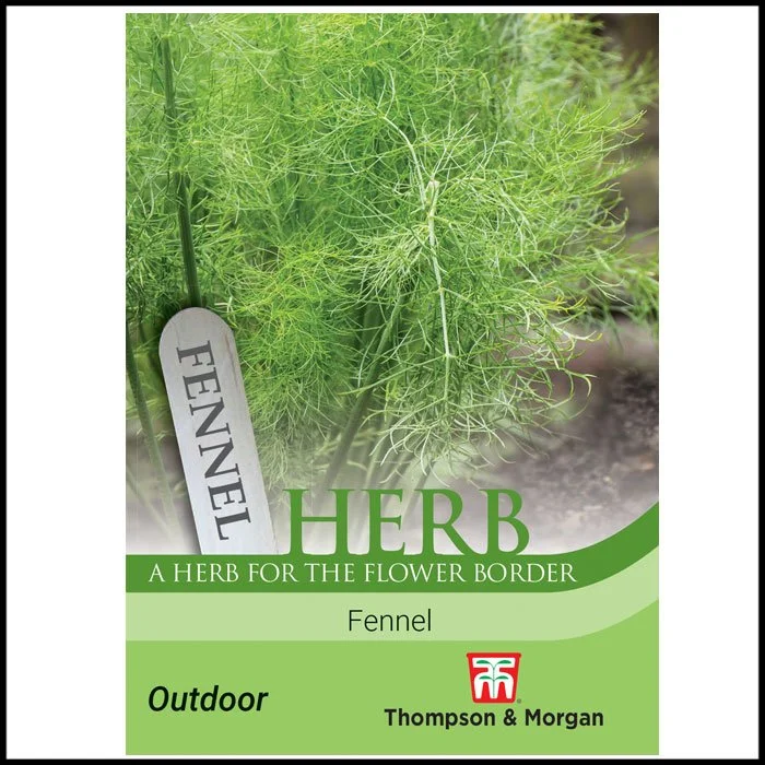 Herb - Fennel