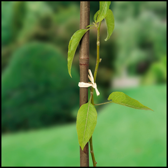 KingFisher-4ft-Garden-Canes-(20)-2.png