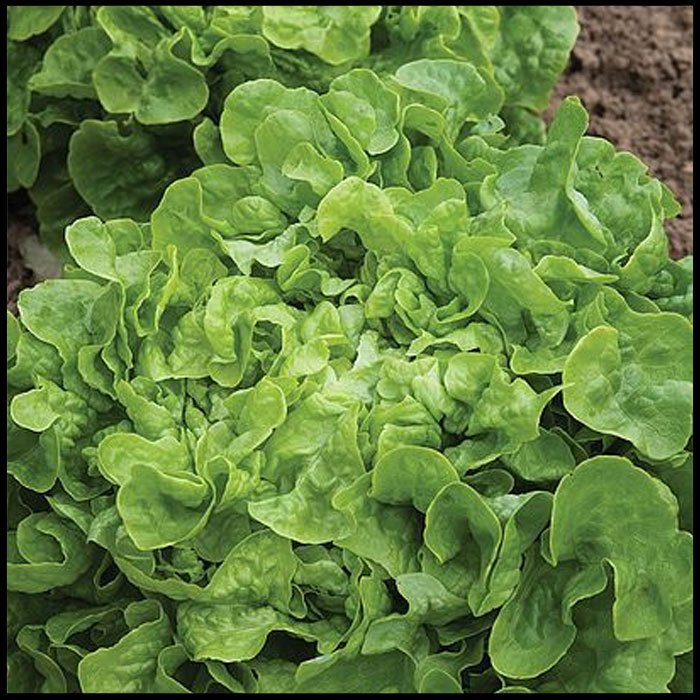 Lettuce-'Salad-Bowl'-(Loose-Leaf)---See.jpg