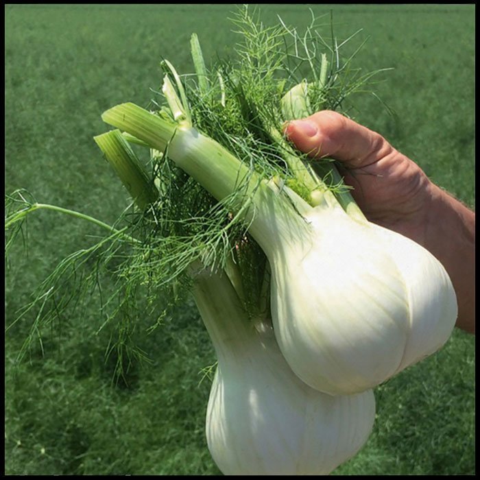 Fennel-'Dragon'-F1-Hybrid--Seeds.jpg