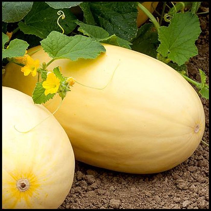 Melon-'Mangomel'-F1-Hybrid--.jpg