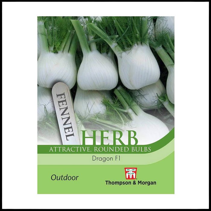 Herb - Fennel Dragon F1