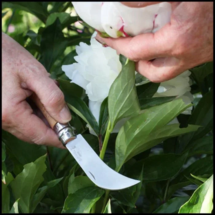 Opinel N°08 Pruning Knife