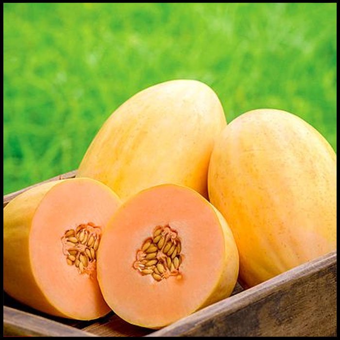 Melon-'Mangomel'-F1-Hybrid---Seeds.jpg