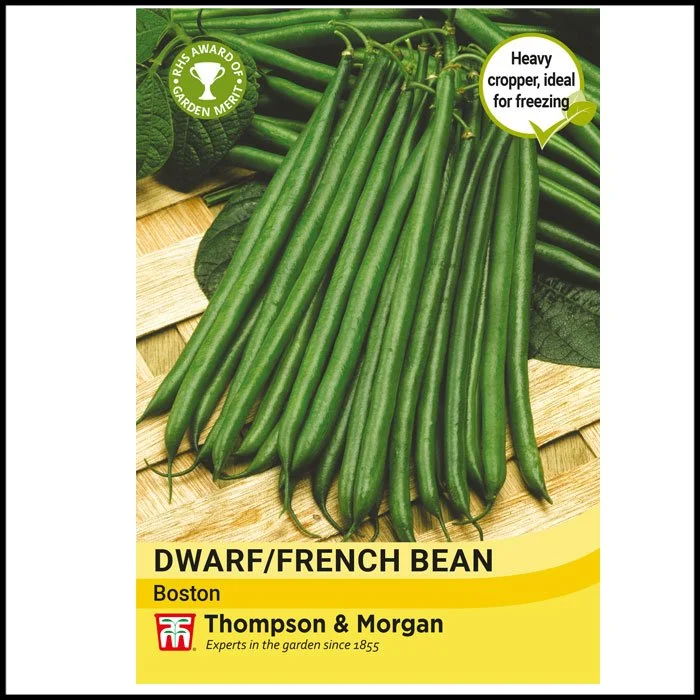 Dwarf Bean - Boston