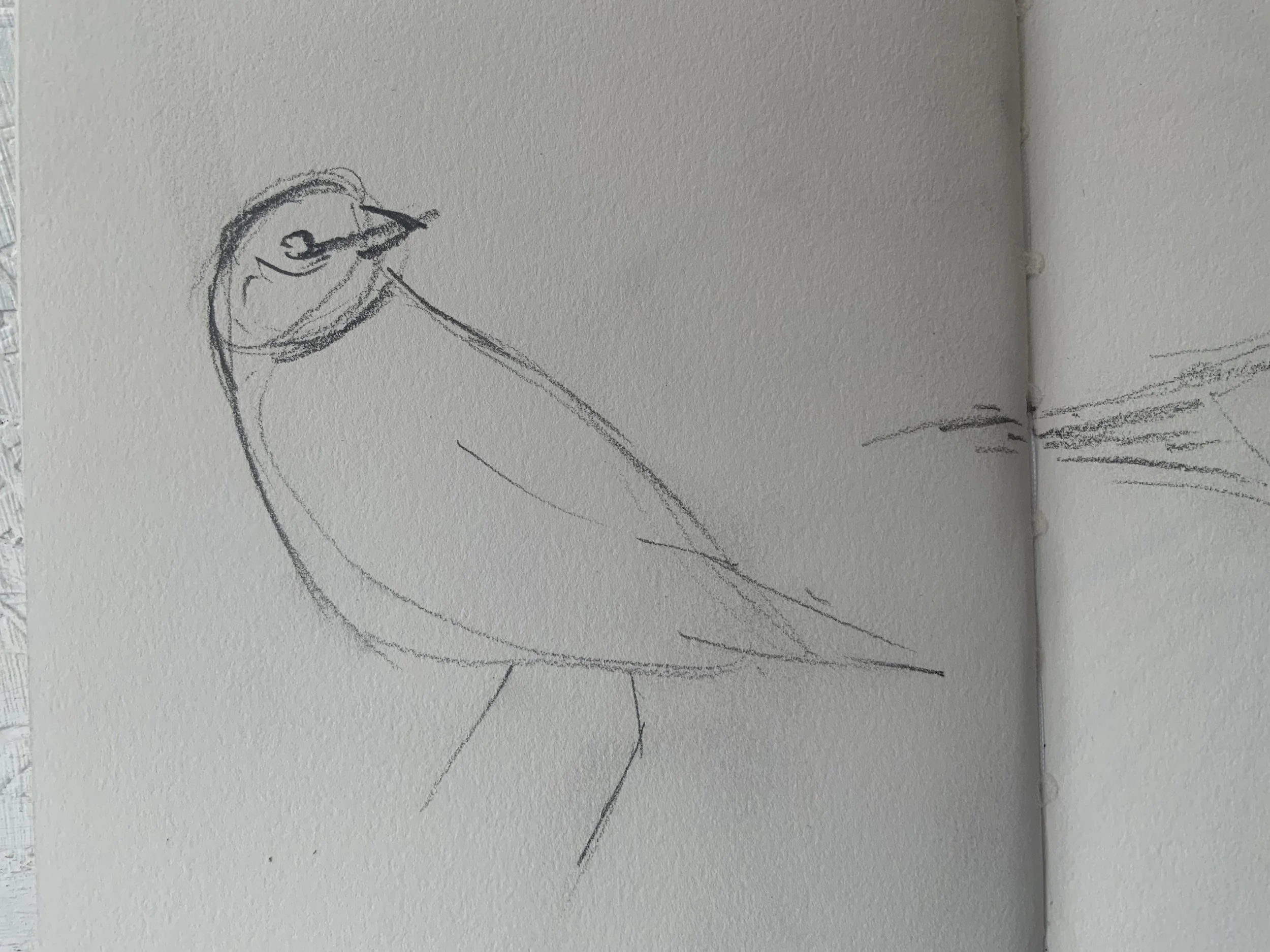 Sketching birds