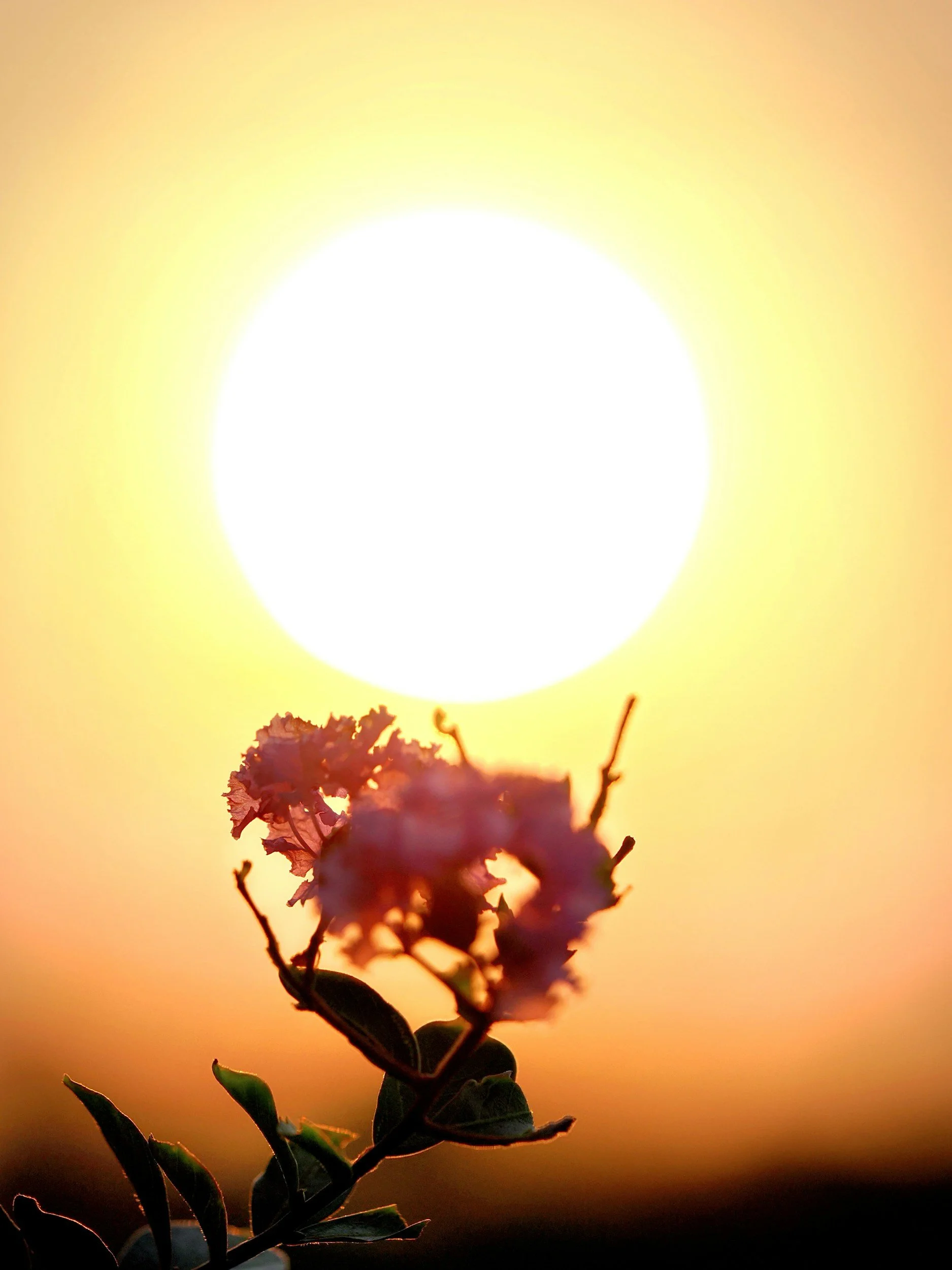 Nature journaling in summer