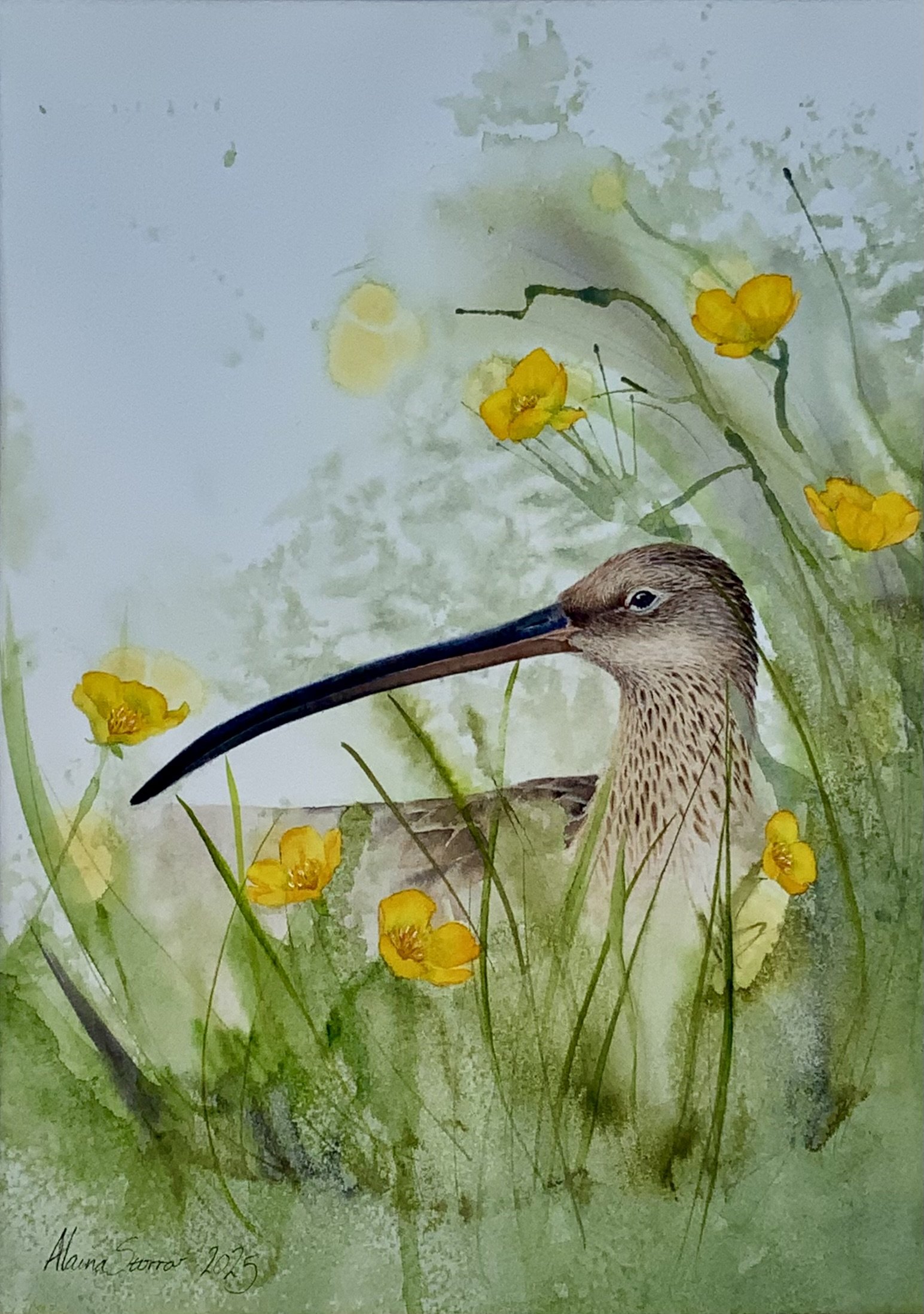 Nesting Curlew - Original artwork available - click to find in the shop