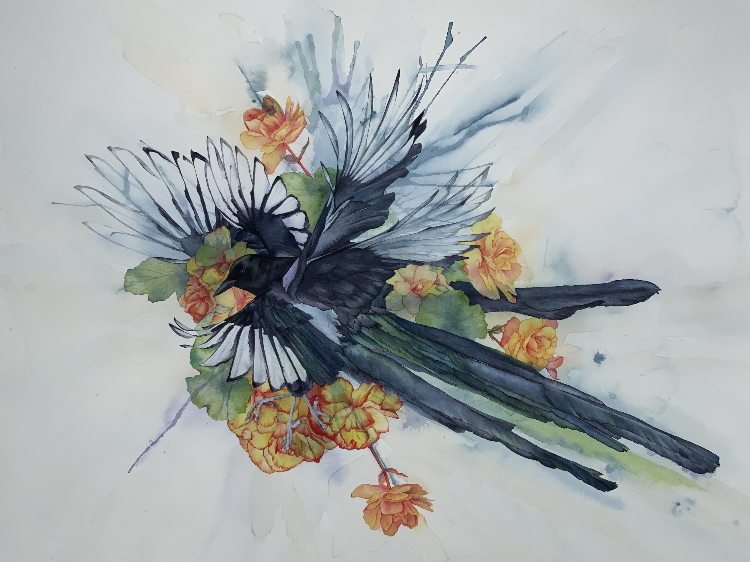 Magpie and Begonias - original artwork available - click to find in the shop