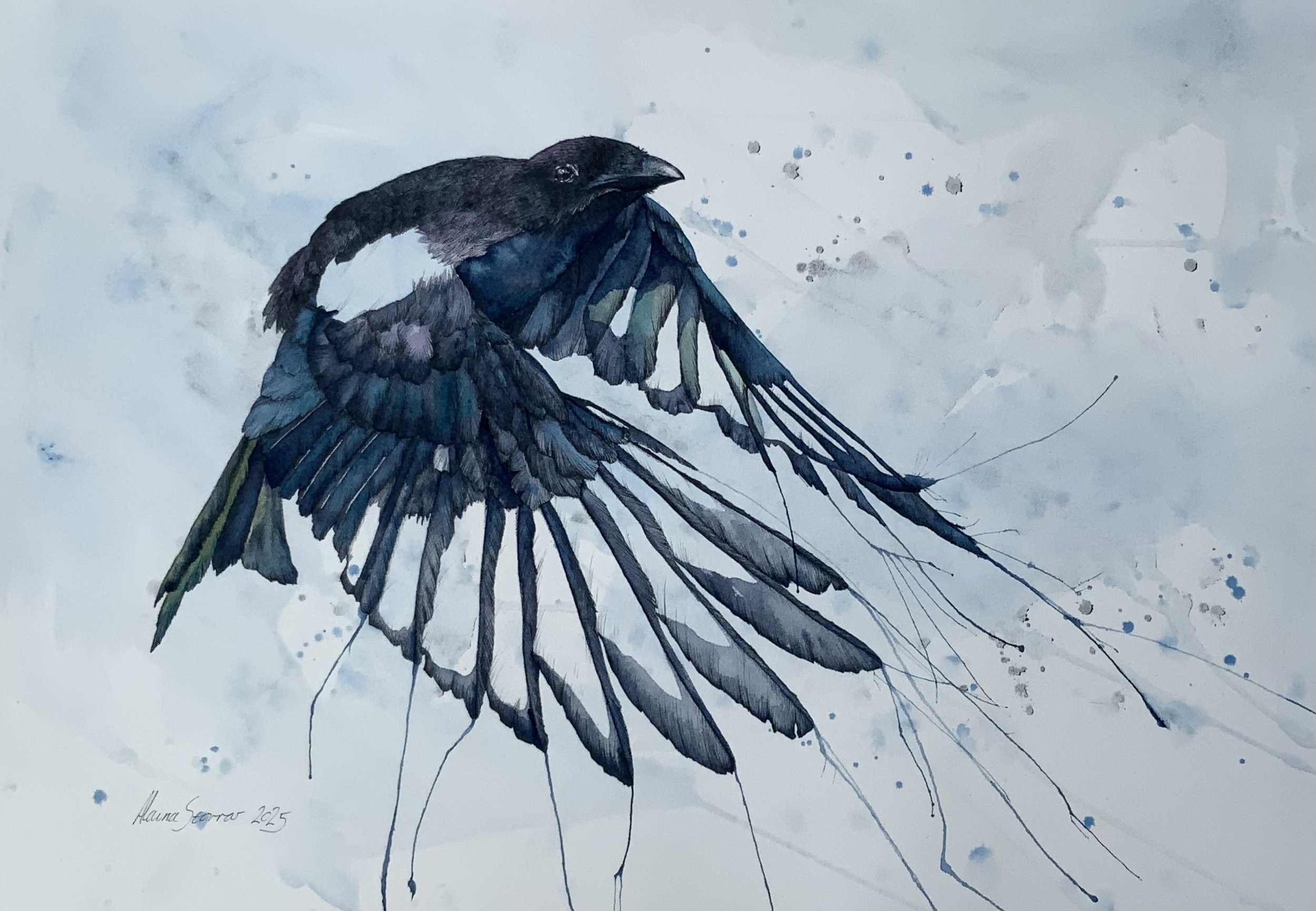 Magpie in Flight - original artwork and limited prints available - click to find in the shop