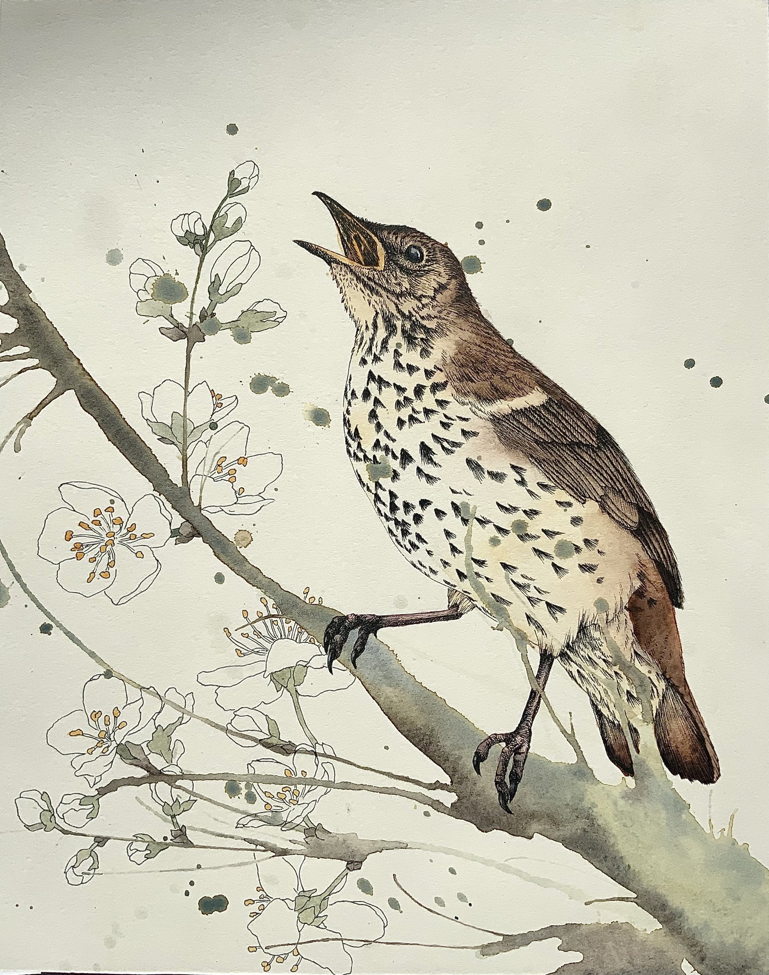 Song Thrush - currently showing at Abbey Galleries, Tewkesbury