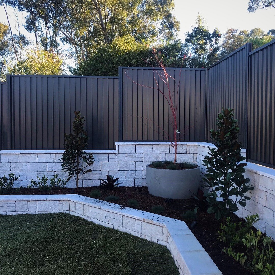 Such a stunning feature maple tree, backed by a stunning retaining wall, if I do say so myself 😉
