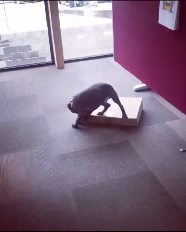 Happy International Dog Day! Arthur the Frenchie and @bluebentleystaffy love to come into the office and help out with shredding ❤️ #internationaldogday #office #dogs #staffy #frenchie #puppy #making #a #mess #corrugated #cardboard #shoe #quality #ch