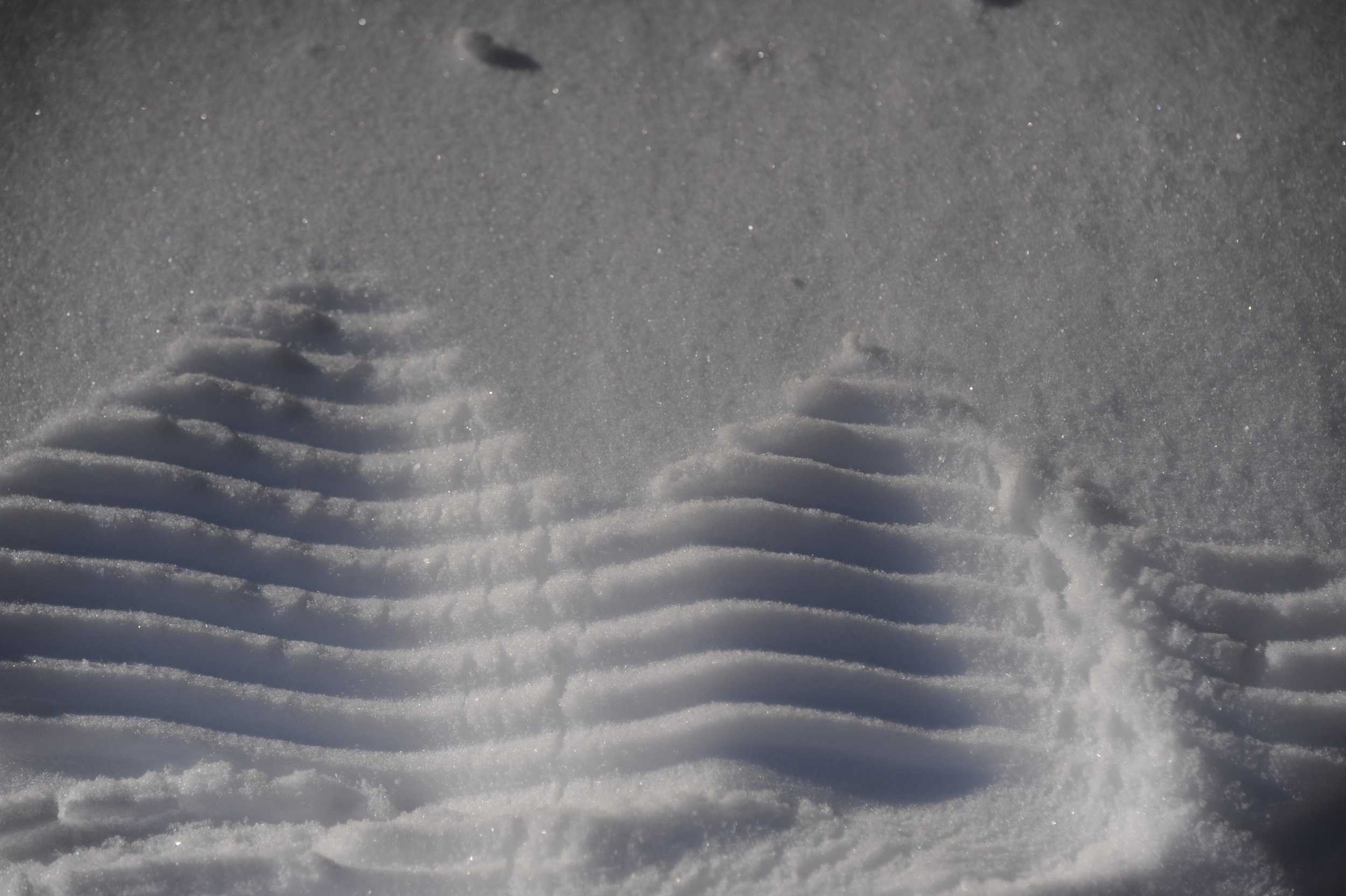 Ziemas diena 14.02.2026.