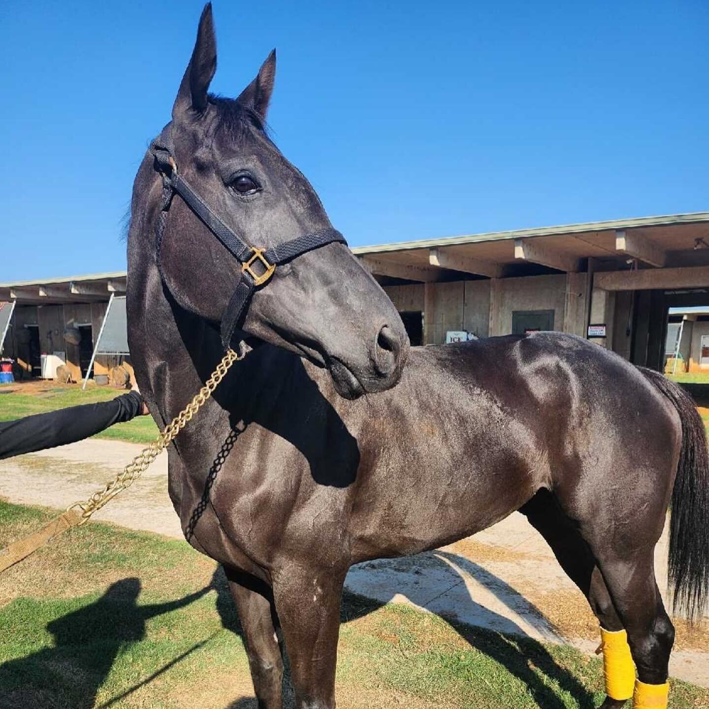 This 6 year old OTTB mare is full of potential waiting for her next opportunity. 
🐴: Maize
📍: Houston, Texas