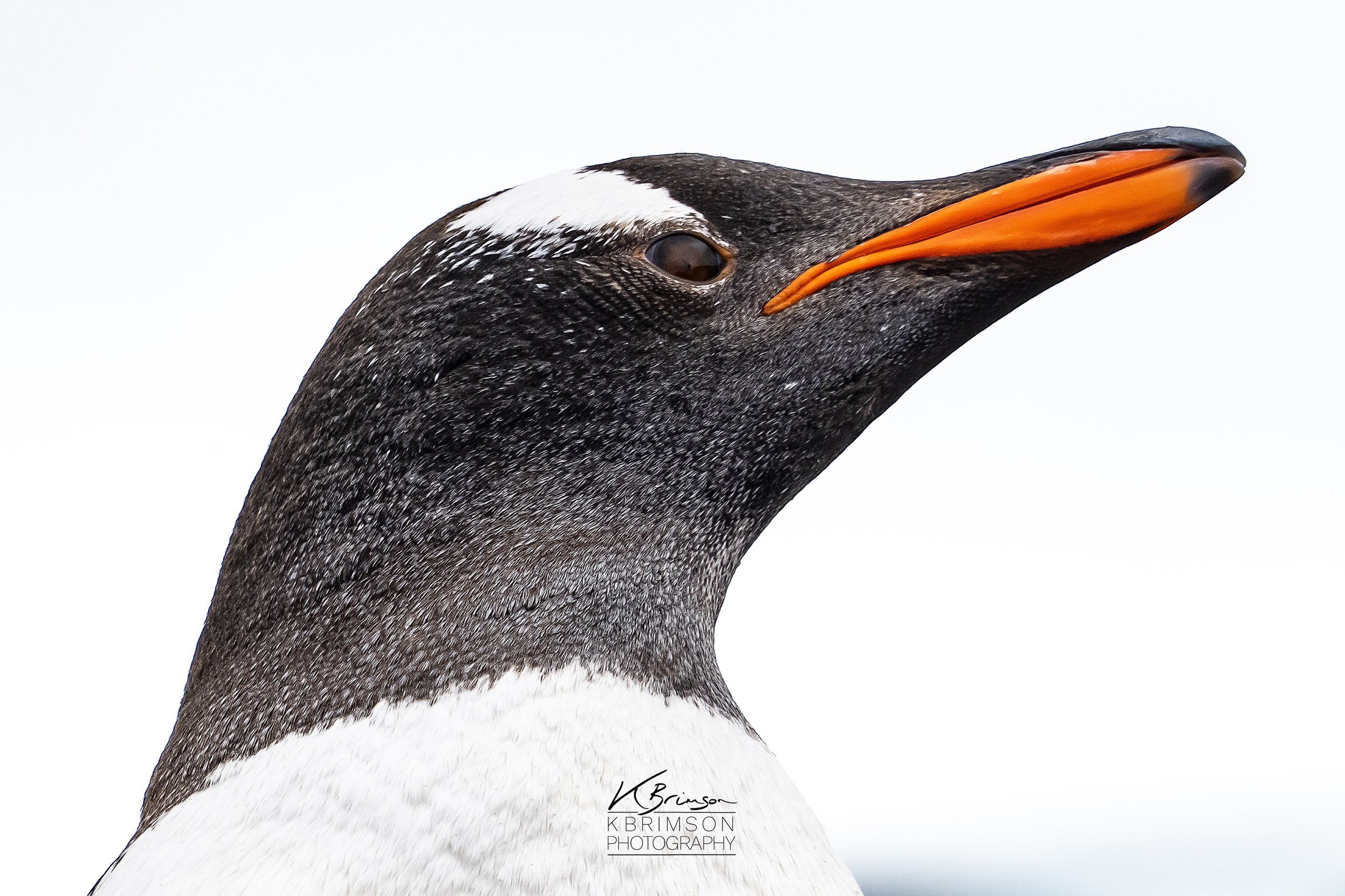 Antarctica 020 - Gentoo Penguins - South Shetlands.jpg