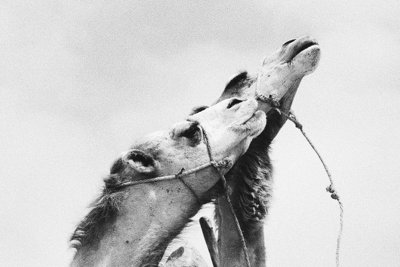 Two camels with ropes on their heads, monochrome photo.