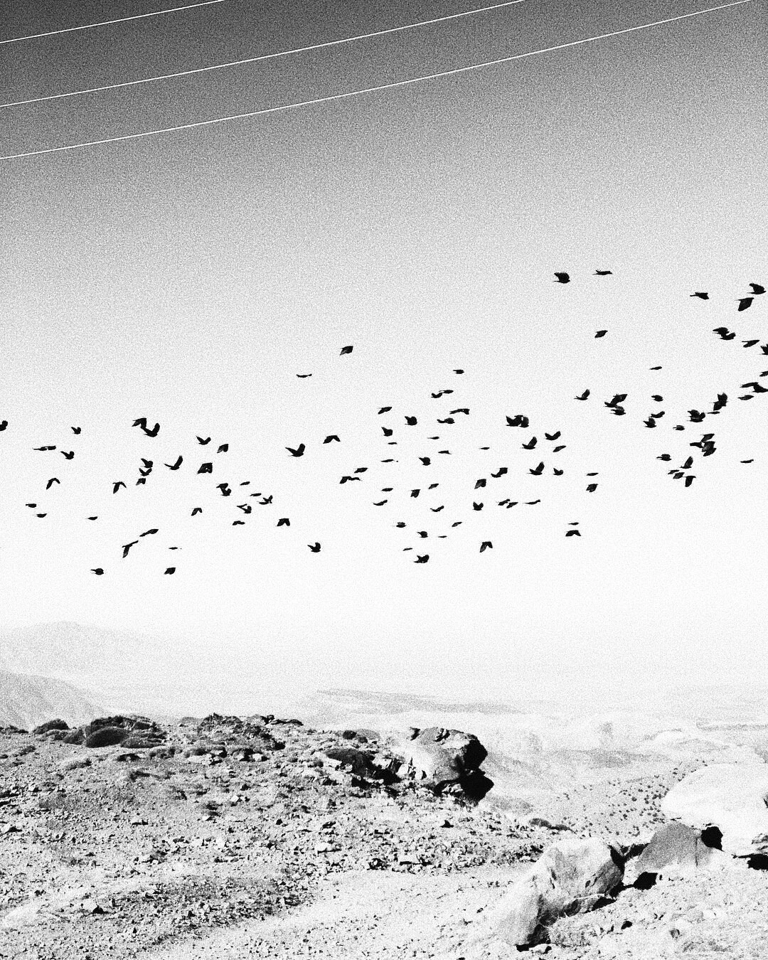 Black and white photo of a rocky desert landscape with a flock of birds flying overhead, and utility lines visible in the sky.