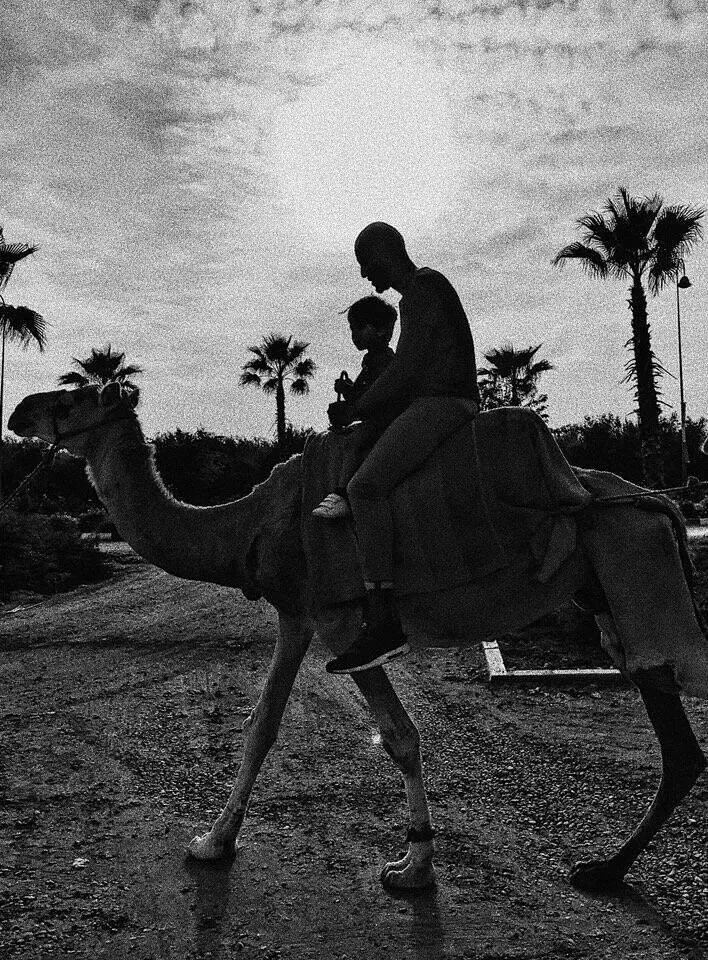 Silhouette of two people riding a camel against a setting sun with palm trees in the background.