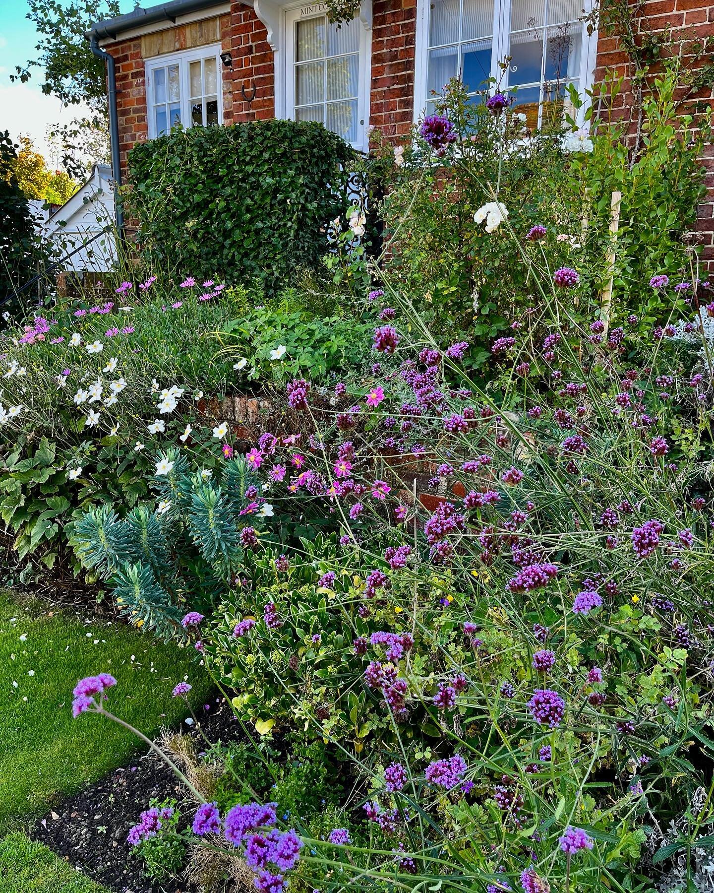 Some lovely street side cottage gardens - all in Winchelsea where residents seem to have agreed a consistent style and colour palette for the whole village - it works very well indeed with the architecture and street scape. #gardeneronholiday #always