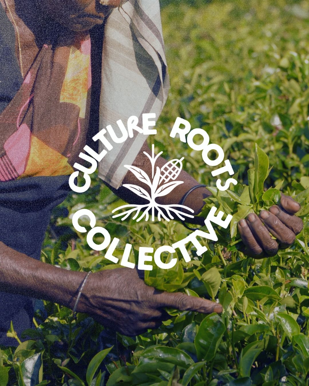 Three cows standing in a grassy field with trees and hills in the background