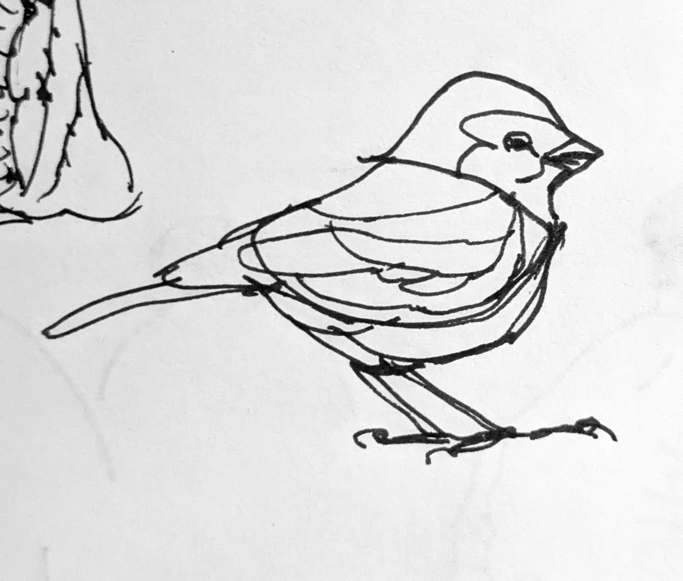 Bird study