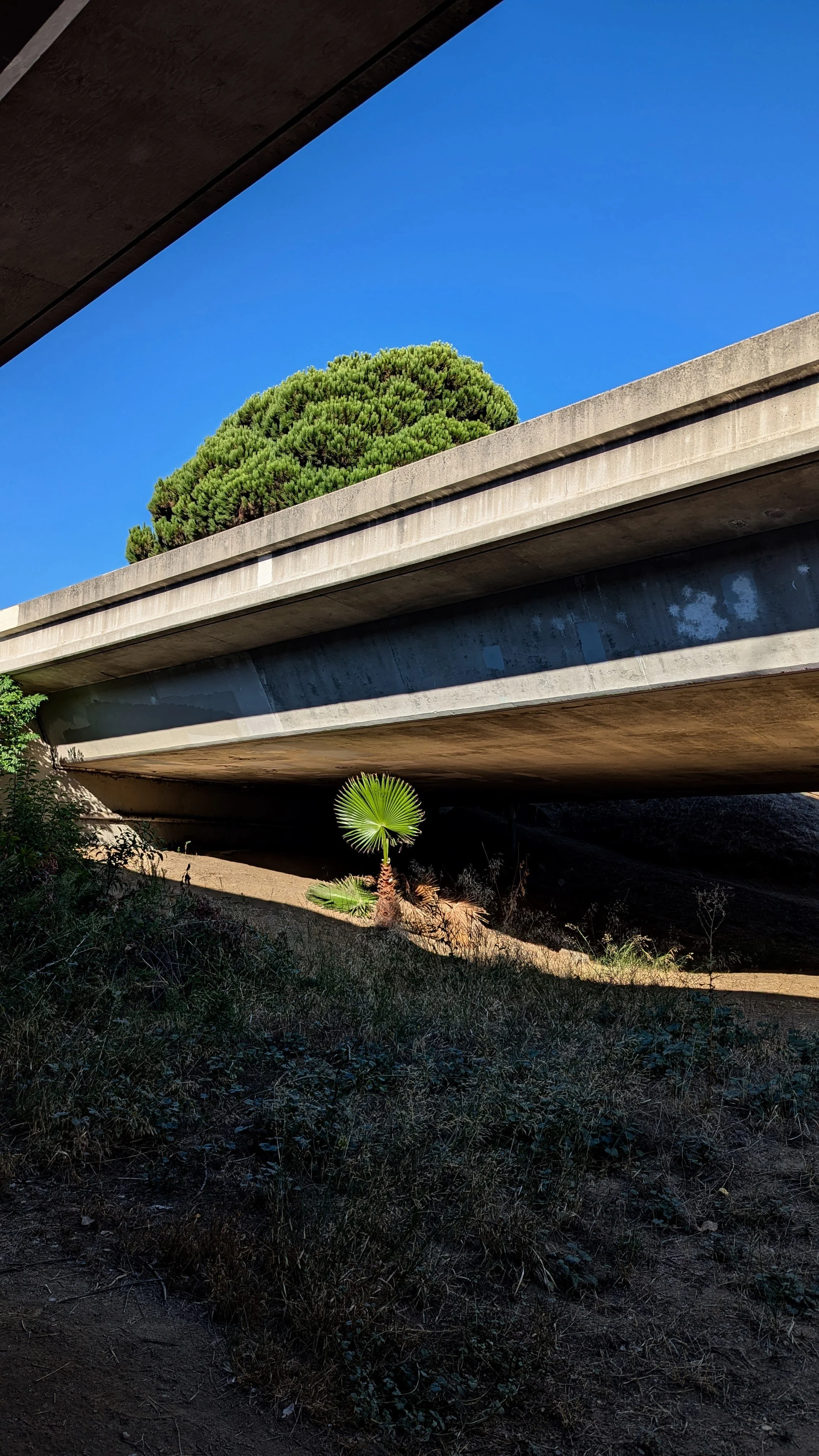 Bridge with Plant.jpg