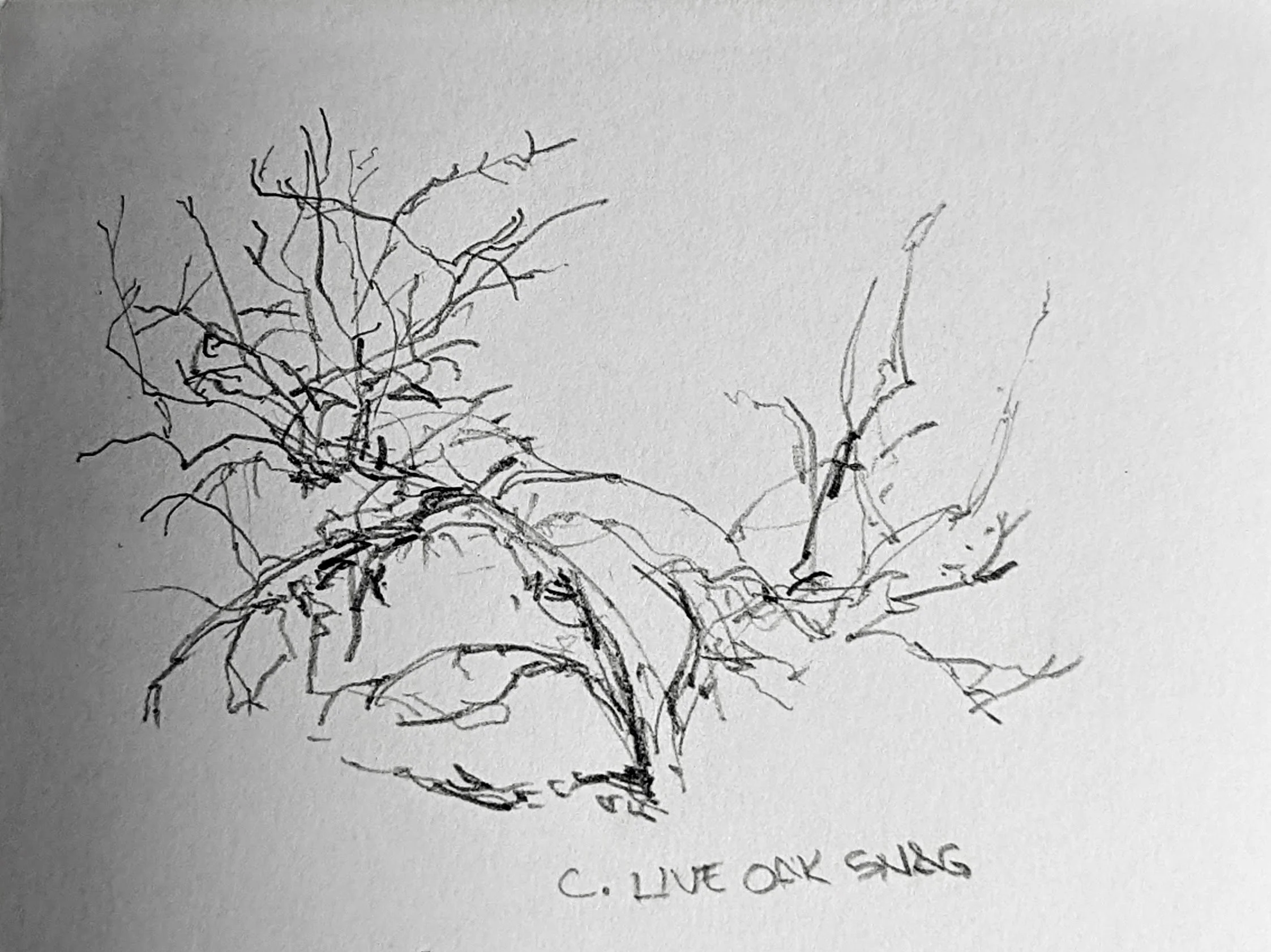 Oak